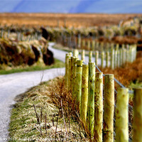 Buy canvas prints of Exmoor Easter by Alexia Miles