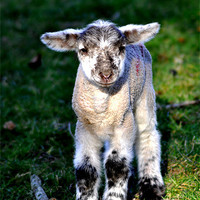 Buy canvas prints of Spring Lamb by Alexia Miles