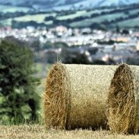 Buy canvas prints of Hay time by Alexia Miles