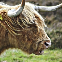 Buy canvas prints of Highland Cow by Alexia Miles