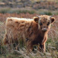 Buy canvas prints of Highland Calf by Alexia Miles