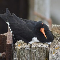 Buy canvas prints of oyster-catcher by Alexia Miles