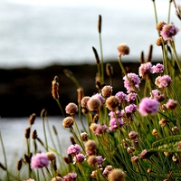 Buy canvas prints of Sea Thrift wildflower by Alexia Miles