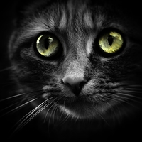 Buy canvas prints of Cats eyes by Alexia Miles