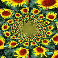 Buy canvas prints of Sunflower by Alexia Miles