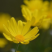 Buy canvas prints of  Yellow Daisy by Alexia Miles