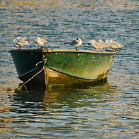 Buy canvas prints of  Fishing Boat and seabird by Alexia Miles