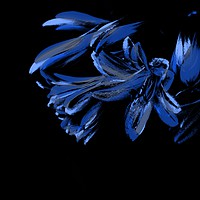 Buy canvas prints of Black and Blue by Alexia Miles