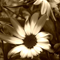 Buy canvas prints of sepia flower by Alexia Miles