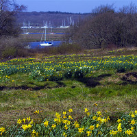 Buy canvas prints of Daffodils by les tobin