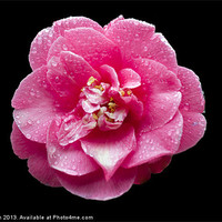 Buy canvas prints of Pink Rose on Black by les tobin