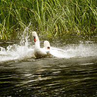 Buy canvas prints of Fighting Swans by les tobin