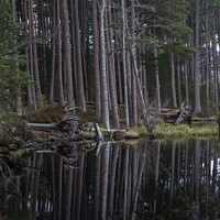 Buy canvas prints of Scots Pines at Loch Mallachie by Douglas Kerr