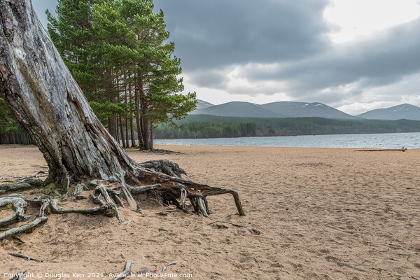 Tree roots at Loch Morlich Picture Board by Douglas Kerr
