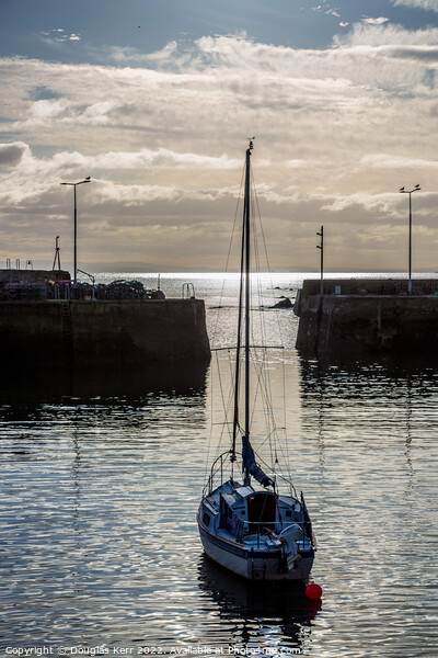 St Monans harbour Picture Board by Douglas Kerr