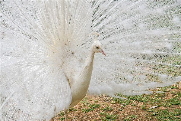 White Peacock Picture Board by Douglas Kerr