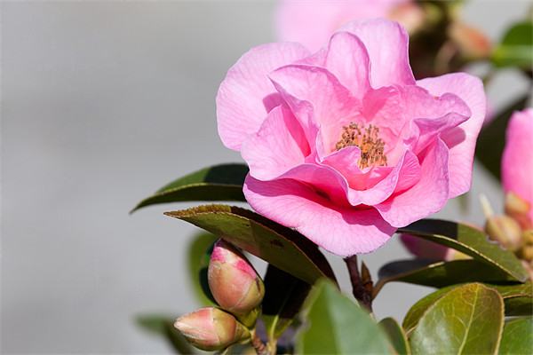 Pink Camellia Picture Board by Douglas Kerr