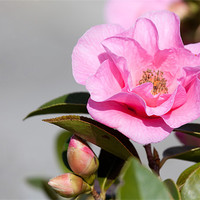 Buy canvas prints of Pink Camellia by Douglas Kerr