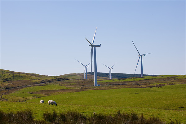 Hadyard wind farm, near Girvan, Ayrshire Picture Board by Douglas Kerr