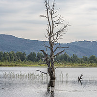 Buy canvas prints of Lone tree and bird box, Loch Mallachie. Highlands. by Douglas Kerr