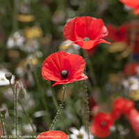 Buy canvas prints of Remembrance Poppies by Douglas Kerr