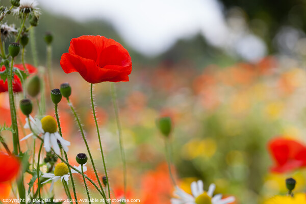 Single poppy amonsgt wildflowers Picture Board by Douglas Kerr