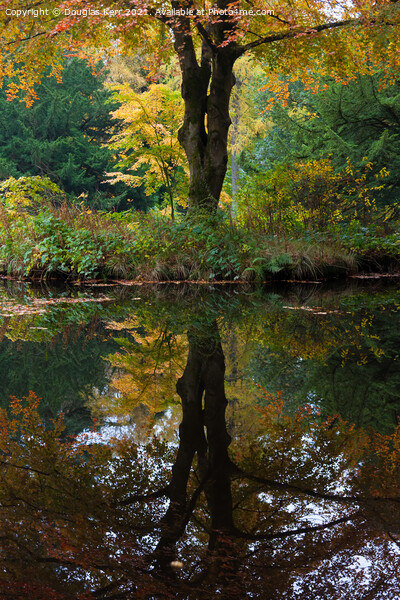 Autumn tree reflection Picture Board by Douglas Kerr
