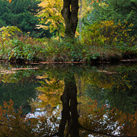 Buy canvas prints of Autumn tree reflection by Douglas Kerr
