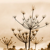 Buy canvas prints of Winter Weeds by Alison Allen