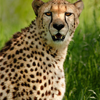 Buy canvas prints of Cheetah by Mike Sherman Photog