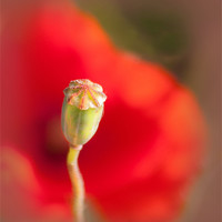 Buy canvas prints of Poppy by Mike Sherman Photog