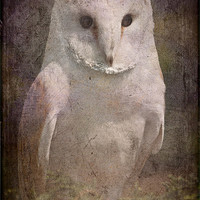 Buy canvas prints of Barn Owl by Mike Sherman Photog
