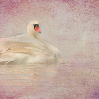 Buy canvas prints of Swan by Mike Sherman Photog