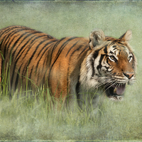 Buy canvas prints of Bengal Tiger by Mike Sherman Photog
