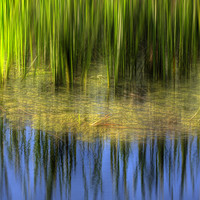 Buy canvas prints of Reed reflections by Mike Sherman Photog