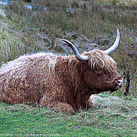 Buy canvas prints of Highland Cattle from the Isle of Skye by Terry Senior