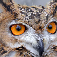 Buy canvas prints of Egyptian Eagle Owl (Bubo ascalaphus) by Terry Senior
