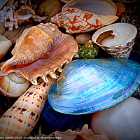 Buy canvas prints of Sea Shells by Terry Senior
