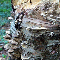 Buy canvas prints of Shelf fungi are commonly found growing on trees or by Terry Senior