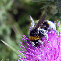 Buy canvas prints of Bee collecting pollen from a Thistle by Terry Senior