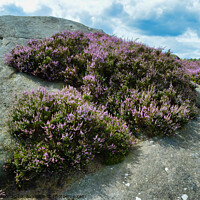 Buy canvas prints of A Surprise View of Heather in the Derbyshire Peak District by Terry Senior