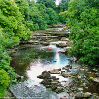 Buy canvas prints of View from the Bridge at Aysgarth Falls in Yorkshir by Terry Senior