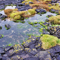 Buy canvas prints of Rock pools on the coastline of the Isle of Skye, S by Terry Senior