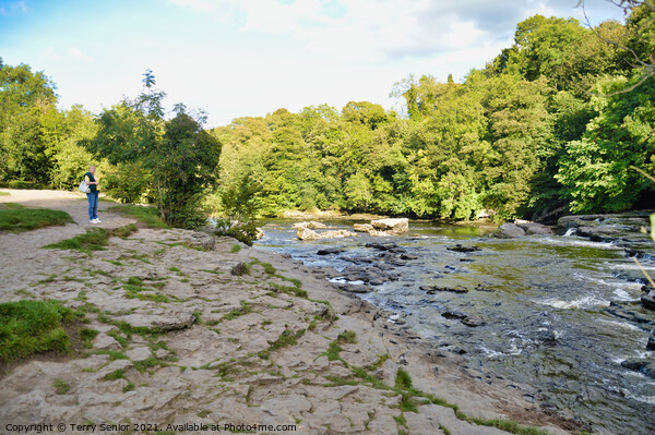 Upper Aysgarth Falls in Summer on the River Ure at Framed Mounted Print by Terry Senior