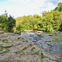 Buy canvas prints of Upper Aysgarth Falls in Summer on the River Ure at by Terry Senior