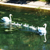Buy canvas prints of A family of Mute Swans in Regents Park London in HDR by Terry Senior