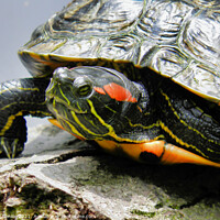 Buy canvas prints of A Red Earred Terrapin a beautifully coloured repti by Terry Senior