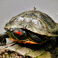 Buy canvas prints of A Red Earred Terrapin a beautifully coloured repti by Terry Senior