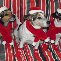 Buy canvas prints of Christmas is coming! Woof! Woof! Santa's Little He by Terry Senior