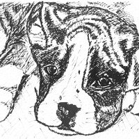 Buy canvas prints of Boxer Pup Drawing in Black Ink by Terry Senior